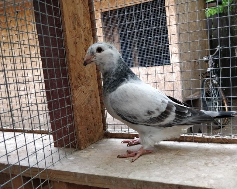 10 - Pui voiajor standard 2019