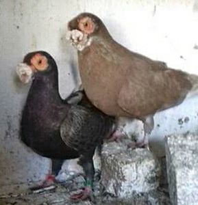 Diosig - Bihor - CARUNCULATII  AUTOHTONI