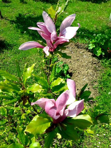  - AAAAA_MAGNOLIA SUSAN 2015_2017_2018_2019_2020_2024_2025