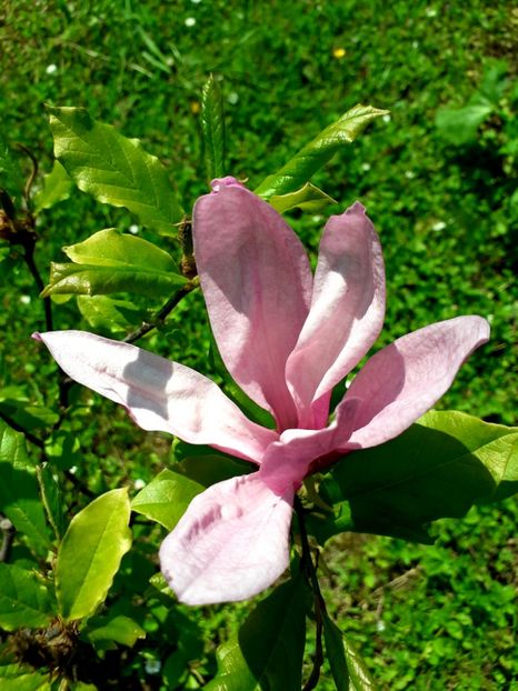  - AAAAA_MAGNOLIA SUSAN 2015_2017_2018_2019_2020_2024_2025