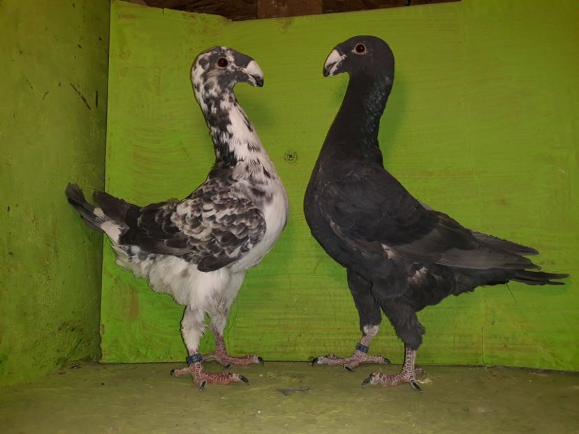 Pereche 2018 - Amintiri