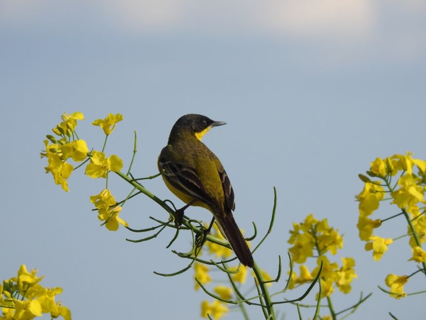 Codobatură galbenă (Motacilla flava) - FOTOGRAFIE