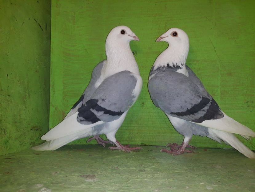 Pereche 2018 - Amintiri