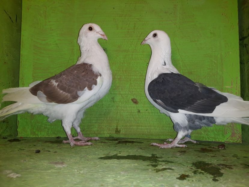 Pereche 2018 - Amintiri