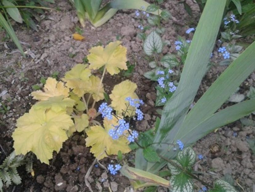 Heuchera Lime - Plante de umbră