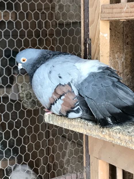 FB9CF9A6-E650-4F94-84CC-24419877C566 - Panduri - nu ii mai dețin