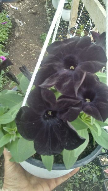 20190418_183450_HDR - Petunii