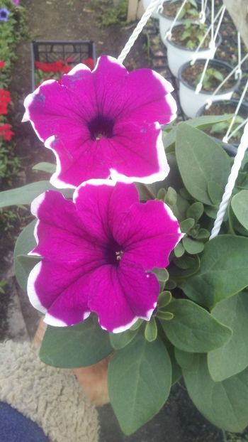 20190418_183429_Burst01 - Petunii