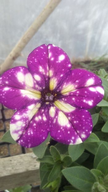 20190418_183340_HDR - Petunii