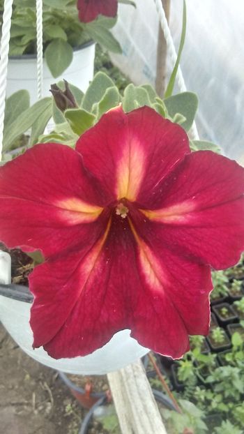 20190418_183247_HDR - Petunii