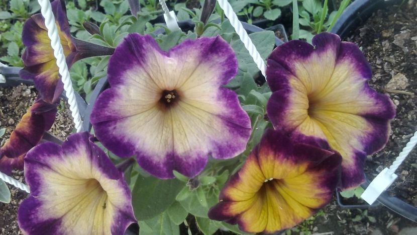 20190418_183220_HDR - Petunii