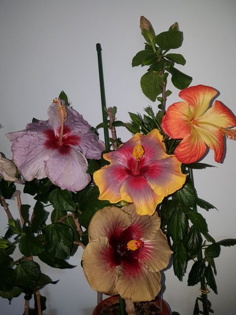  - Hibiscus MT Sixtynine