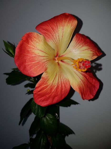  - Hibiscus MT Sixtynine
