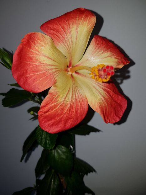  - Hibiscus MT Sixtynine