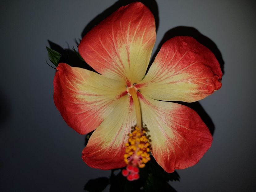  - Hibiscus MT Sixtynine