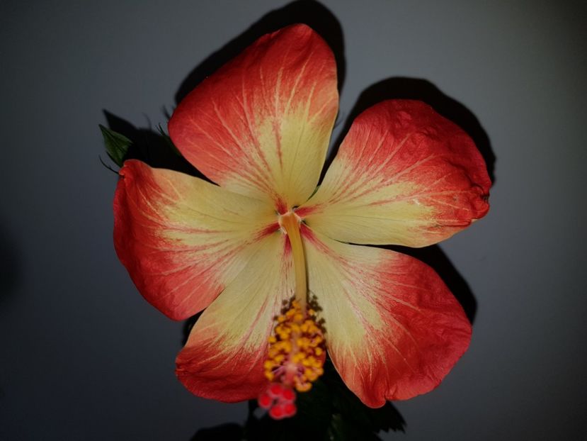  - Hibiscus MT Sixtynine