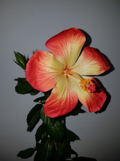  - Hibiscus MT Sixtynine
