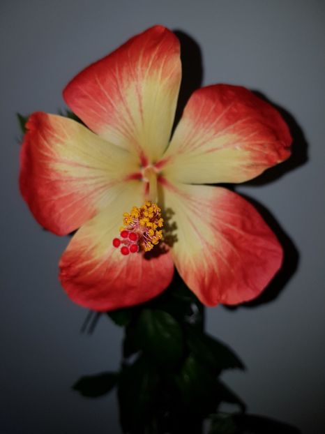  - Hibiscus MT Sixtynine