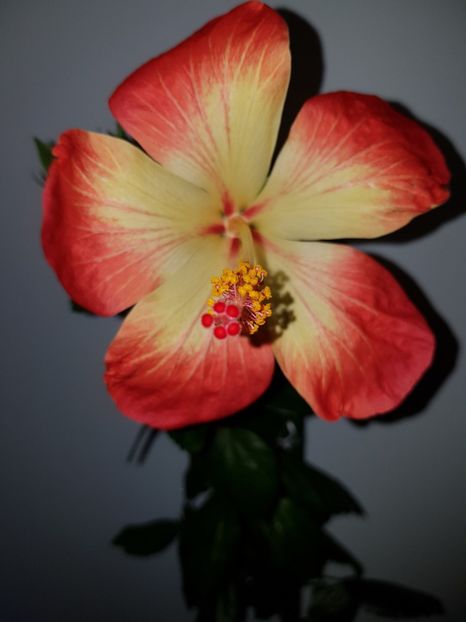  - Hibiscus MT Sixtynine