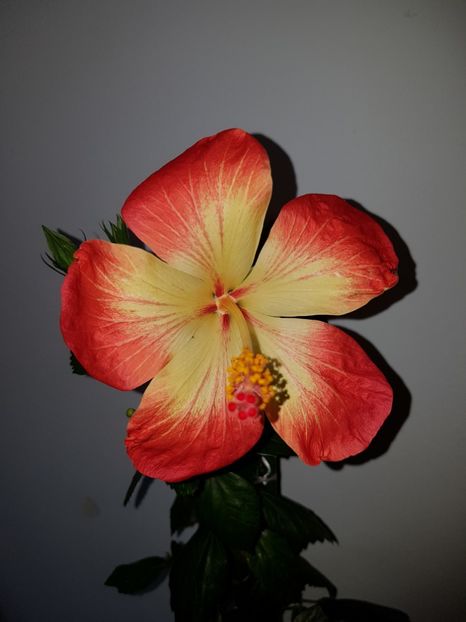  - Hibiscus MT Sixtynine