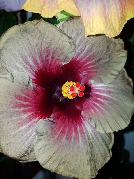  - Hibiscus Dark Continent