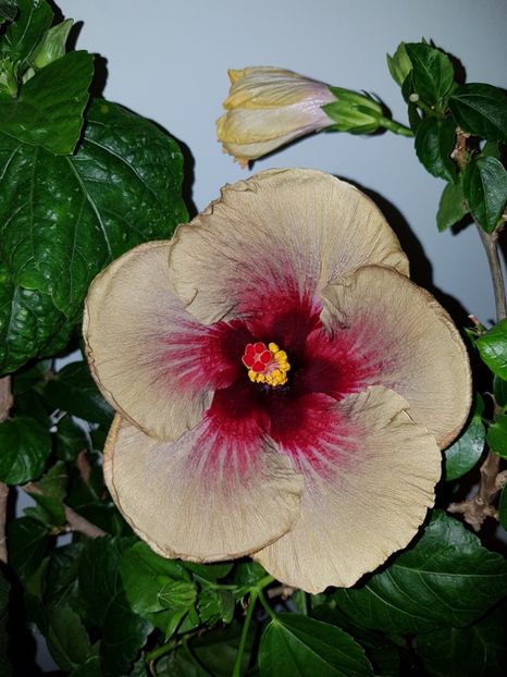  - Hibiscus Dark Continent