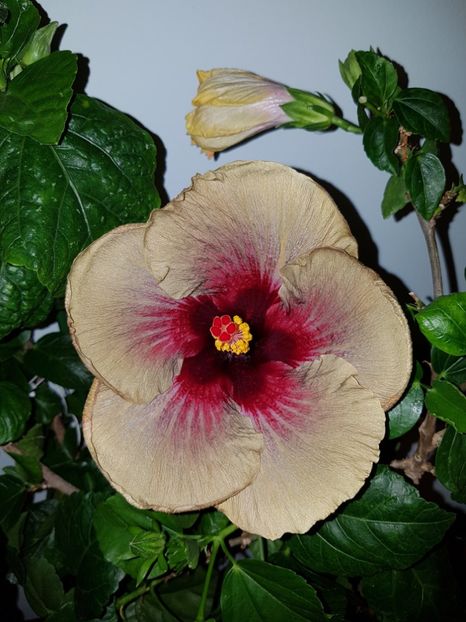  - Hibiscus Dark Continent