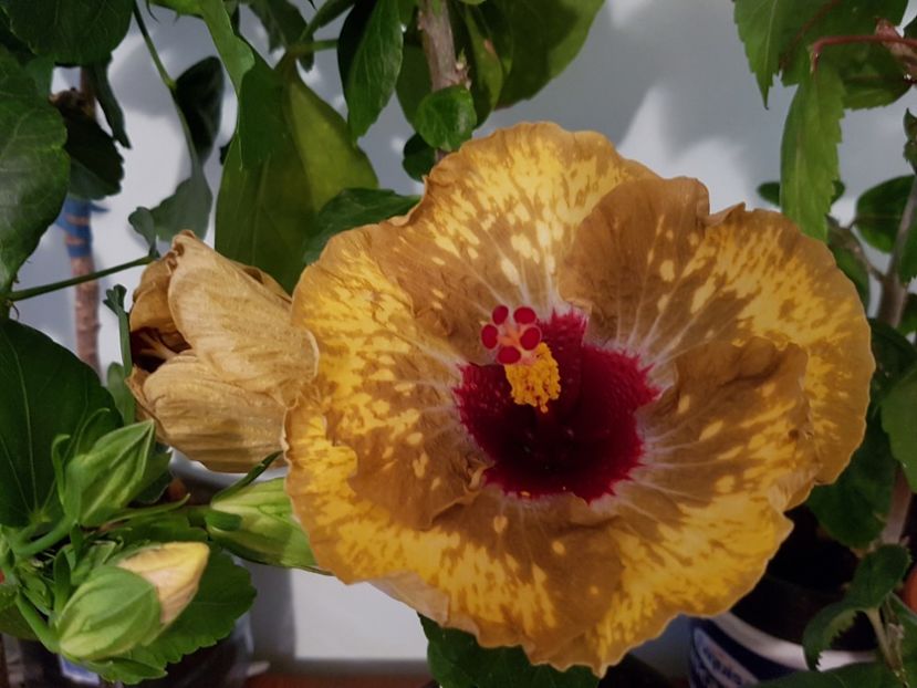 20190429_193913(0) - Hibiscus Shiva