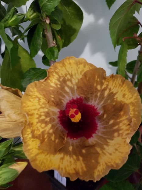  - Hibiscus Shiva