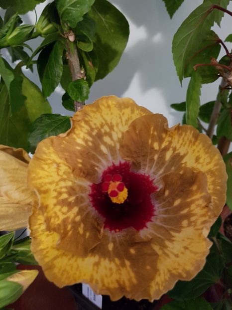  - Hibiscus Shiva