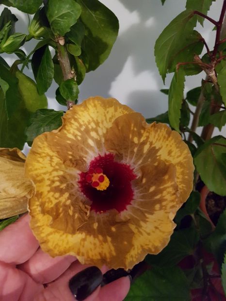  - Hibiscus Shiva