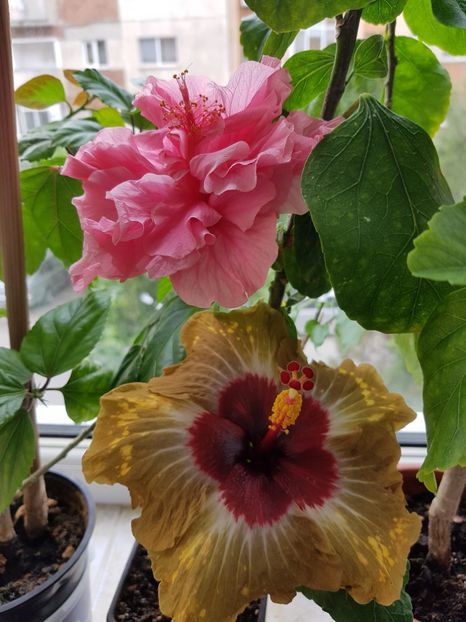  - Hibiscus No Name