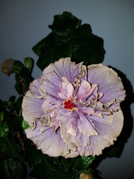  - Hibiscus Stormy Days