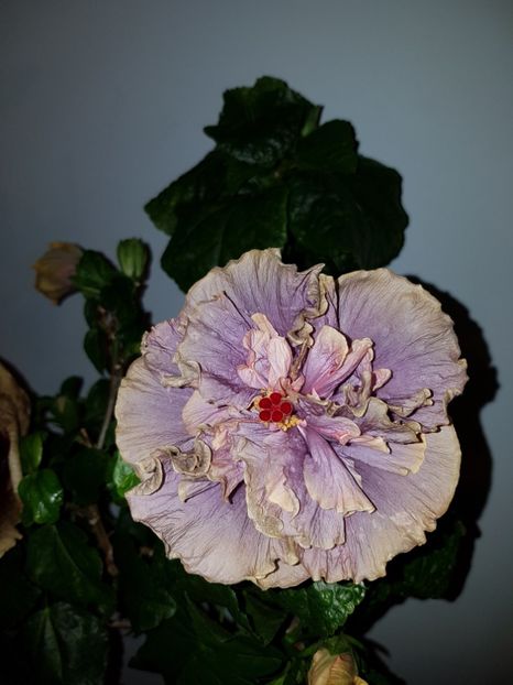  - Hibiscus Stormy Days