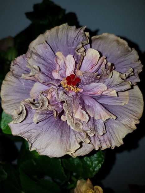  - Hibiscus Stormy Days