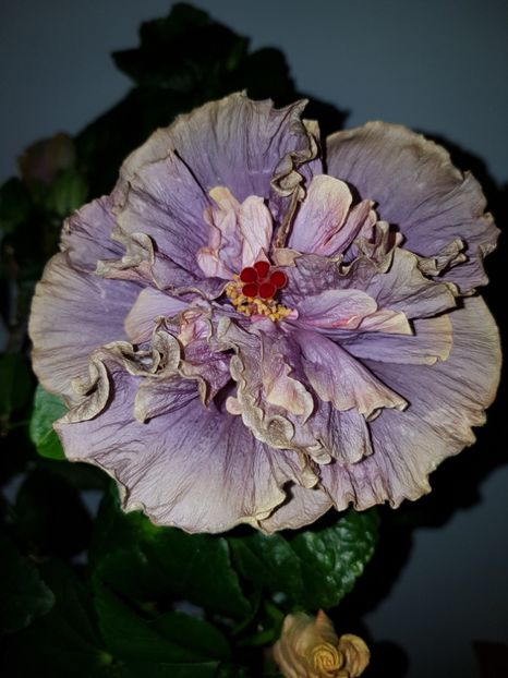  - Hibiscus Stormy Days