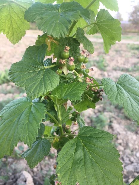  - Coacăz Roșu și Negru