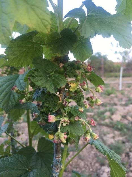  - Coacăz Roșu și Negru