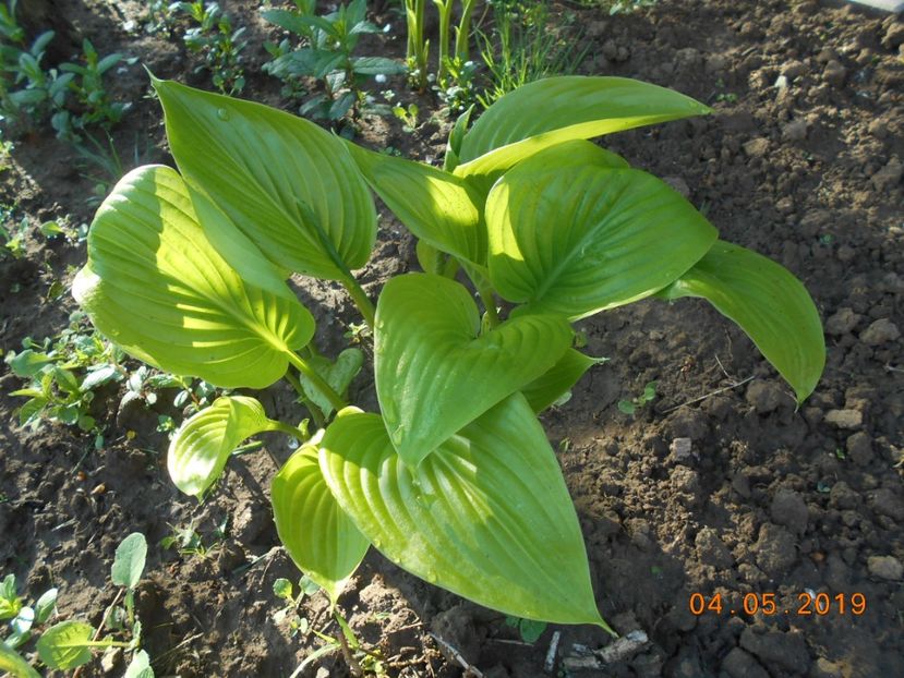 hosta Royal Standard - 2Azalee-rhododendroni-hortensii-hoste 2019