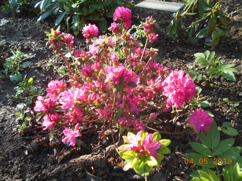 Kermesina - 2Azalee-rhododendroni-hortensii-hoste 2019