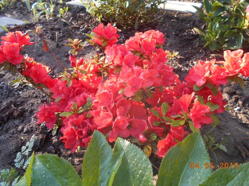 Orange Beauty - 2Azalee-rhododendroni-hortensii-hoste 2019