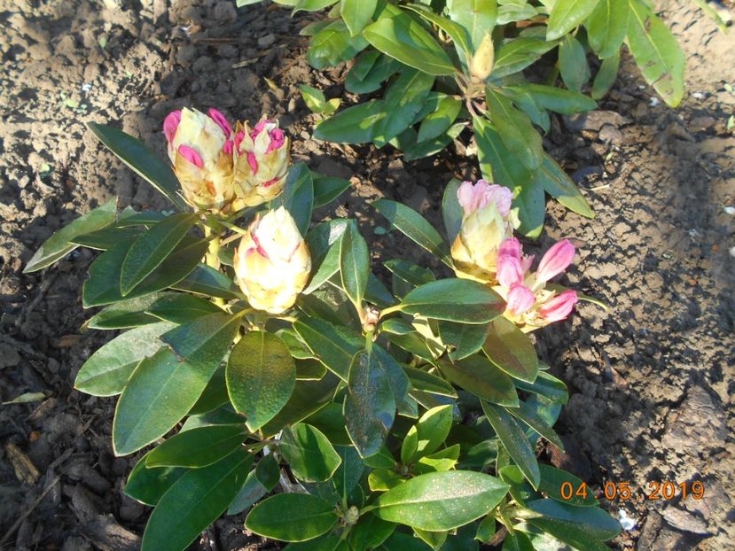 Percy Wiseman - 2Azalee-rhododendroni-hortensii-hoste 2019