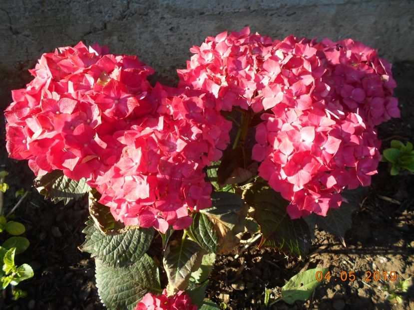  - 2Azalee-rhododendroni-hortensii-hoste 2019