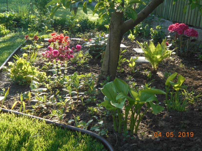  - 2Azalee-rhododendroni-hortensii-hoste 2019