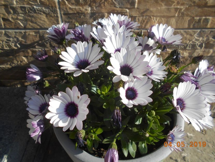 margareta africana - 2Primavara2019