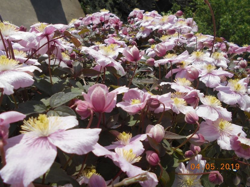 clematita Mayleen - 2Primavara2019