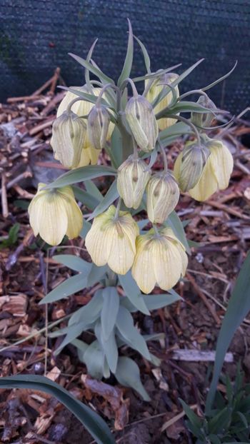  - fritillaria