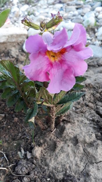  - Primavara 2019-2022