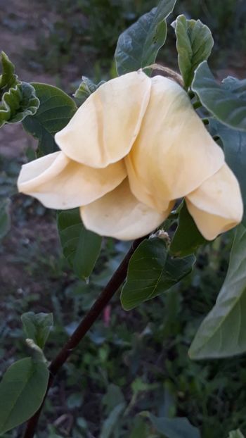  - Primavara 2019-2022