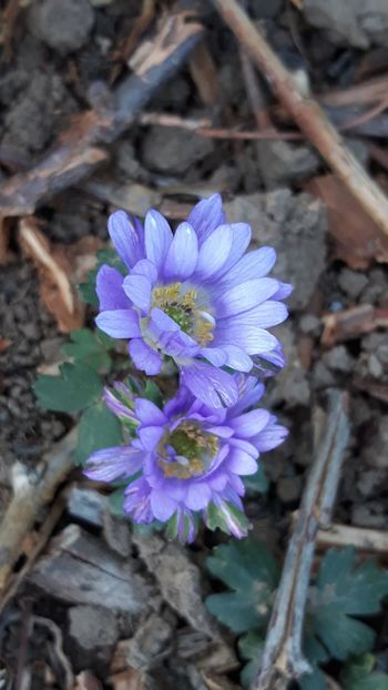  - Primavara 2019-2022